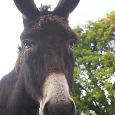 Ferienhaus La Cidrerie *