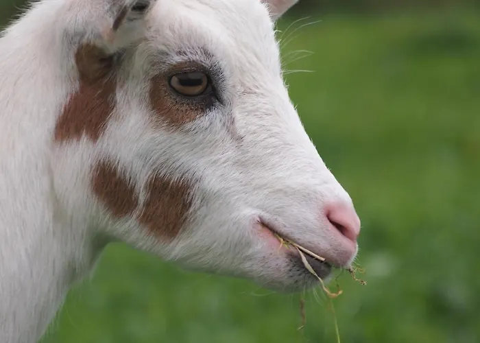 La Cidrerie Ferienhaus *