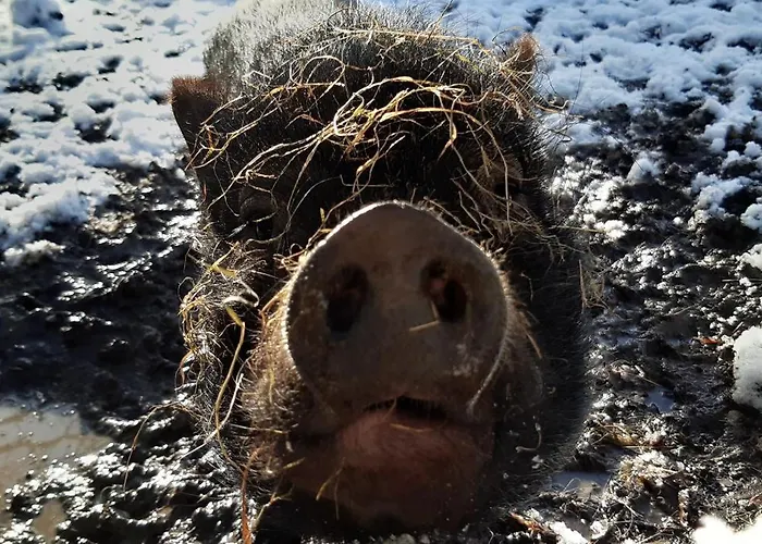 Ferienhaus La Cidrerie *