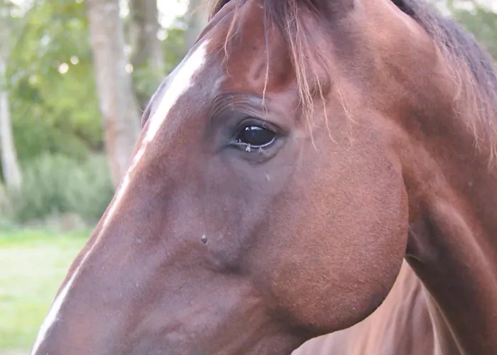 Ferienhaus La Cidrerie Cresseveuille