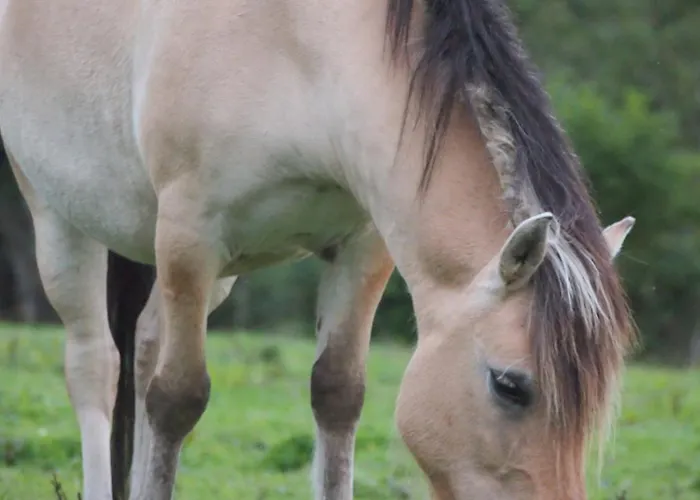 Ferienhaus La Cidrerie