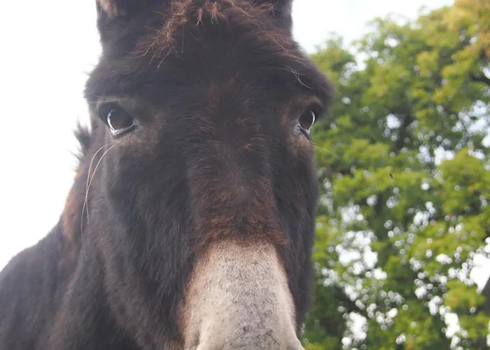 Ferienhaus La Cidrerie *
